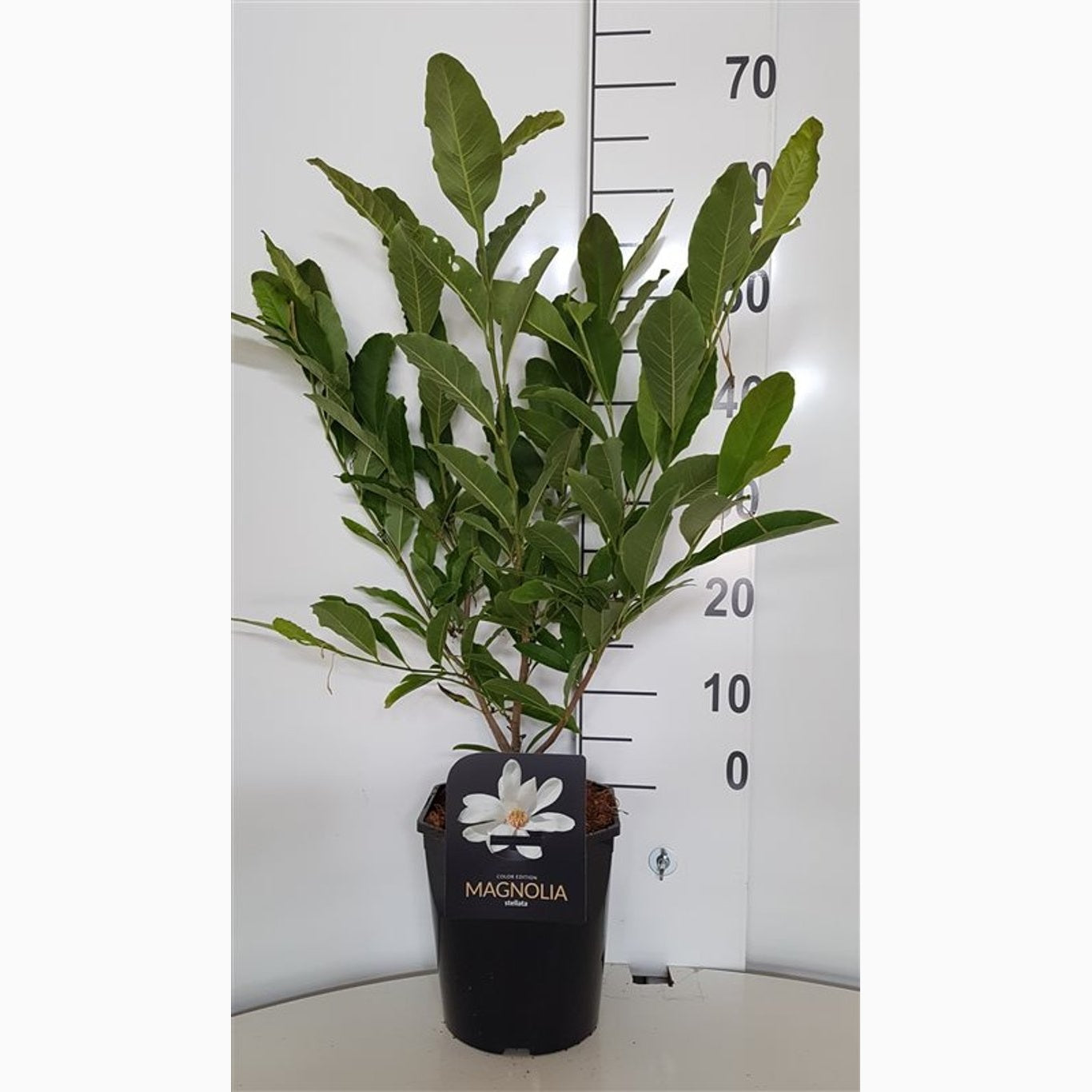 Stjärnmagnolia – Magnolia stellata - C5 50-60 CM